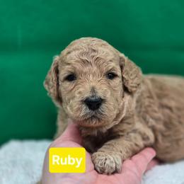Ruby - Yellow and white female Bernedoodle puppy in Summerville, South Carolina from Channys Doodles