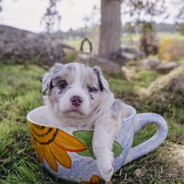 Peanut - Slate merle male Border Collie puppy in Fresno, California from Alpine Tails