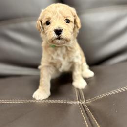 Arrow (Green) - Apricot male Goldendoodle puppy in Twin Falls, Idaho from Magic Valley Family Doodles