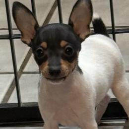 Toy Fox Terrier Puppies from Ultra Quest Show Dogs