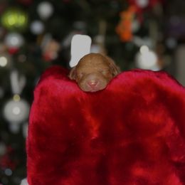 Bliss - Red  male Goldendoodle puppy in Miami, Florida from Milk Drunk Doodles And Poodles