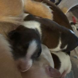 Nimbus - Piebald male Dachshund puppy in Summit, South Carolina from Doxies4Paws