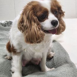 Ariel - Cavalier King Charles Spaniel