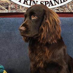 Boykin Spaniel All Grown Up from Cavern Kennels