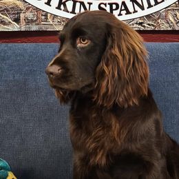 Boykin Spaniel All Grown Up from Cavern Kennels