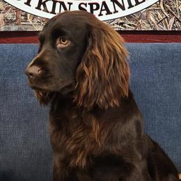 Boykin Spaniel All Grown Up from Cavern Kennels