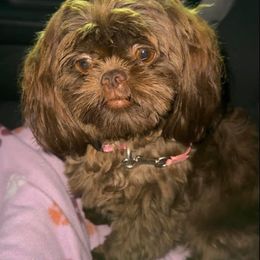 Clove - Shih Tzu