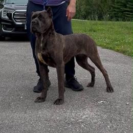 Cane Corso puppies from Bellissima Cala Cane Corso