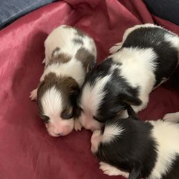 Papillon Puppies from A Breed Apart Papillons
