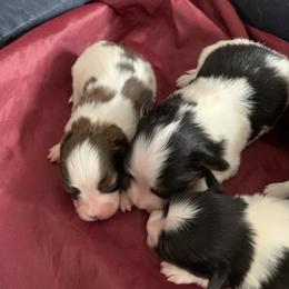 Papillon Puppies from A Breed Apart Papillons