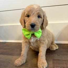 Stud Muffin - Parti male Goldendoodle puppy in Social Circle, Georgia from Poppiedoodle Farms