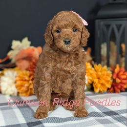Holly (Pink girl) - Red  female Poodle puppy in St George, Utah from Crimson Ridge Poodles