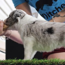 Peony - White and blue merle female Border Collie puppy in Summerville, South Carolina from MeadowView