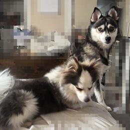 Pomeranian and Pomsky Puppies from Amazing High Desert Pomskys