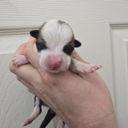 Girl 1 - Fawn female Pembroke Welsh Corgi puppy in Reno, Nevada from PBJ Corgis
