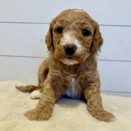 Ginger - Red  female Goldendoodle puppy in Taylorsville, North Carolina from Doggone Dixie Doodles