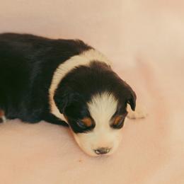 Maisie - Black tri-color female Australian Shepherd puppy in Cotati, California from Tried and True Aussies