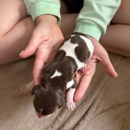 Green - Liver roan male Brittany puppy in Adairsville, Georgia from Rocking L Farms