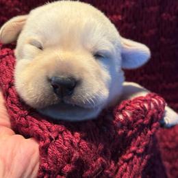 Maple- Orange collar - Yellow male Labrador Retriever puppy in Isanti, Minnesota from Four Corners Family Labs