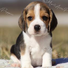 AKC 'Razzy' - Black tan and white female Beagle puppy in Lamar, Missouri from Marti Acres ~ Boston Terrier & Beagles