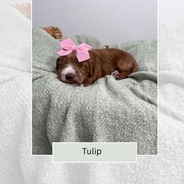 Tulip - Red  female Goldendoodle puppy in Las Vegas, Nevada from Bridges Goldendoodles