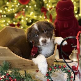 Girl 4 - Red tri-color female Australian Shepherd puppy in San Bernardino, California from Zermeno Ranch