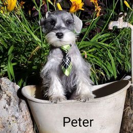 Peter - Miniature Schnauzer puppy in Vernal, Utah from High Uinta Schnauzers