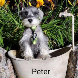 Peter - Miniature Schnauzer puppy in Vernal, Utah from High Uinta Schnauzers