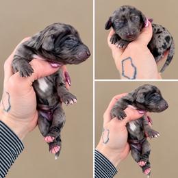Sapphire - Dapple female Dachshund puppy in Madison, Wisconsin from SK Miniature   Dachshunds