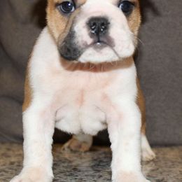 French Bulldog Puppies from Ballpark Bulldogs