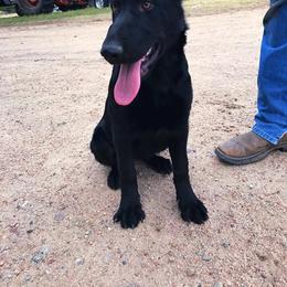 German Shepherd Puppies from Lost Creek German Shepherds LLC