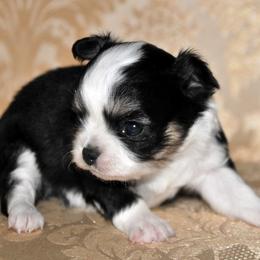 Chihuahua Puppies from Happy Little Chihuahuas