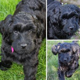 Cherry Lane Labradoodles breeder of 