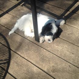 Tibetan Terrier Puppies from Gemms Kennels Tibetan Terriers