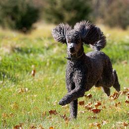 Poodle All Grown Up from Starfleet Poodles
