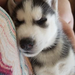 Siberian Husky Puppies from Tricia's Siberians