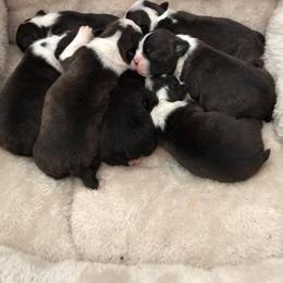 Boston Terrier Puppies from Blue Chick Farm