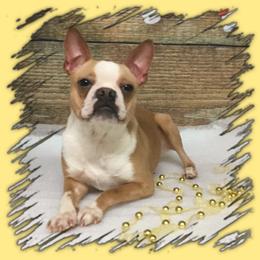 Carma - Boston Terrier