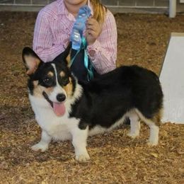 Wrangler  - Pembroke Welsh Corgi