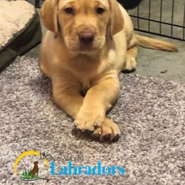 Labrador Retriever Puppies from New Life Labradors