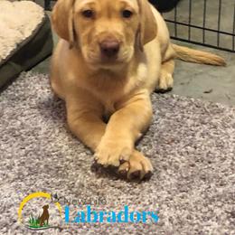 Labrador Retriever Puppies from New Life Labradors