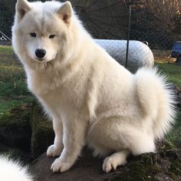 Samoyed All Grown Up from StormCloud Samoyeds