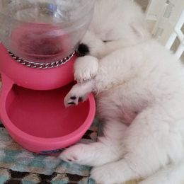 Samoyed Puppies from Seaside Samoyeds