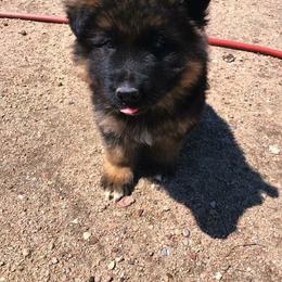 German Shepherd Puppies from Lost Creek German Shepherds LLC