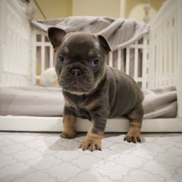 French Bulldog Puppies from French Pup