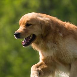 Revere - Golden Retriever