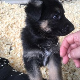 German Shepherd Puppies from Peakes Brook Shepherds