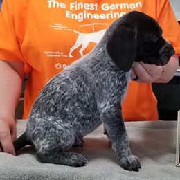 German Shorthaired Pointer Puppies from Pretty Prairie Kennel