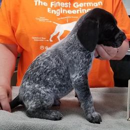 German Shorthaired Pointer Puppies from Pretty Prairie Kennel