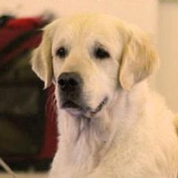 Golden Retriever adult dog
